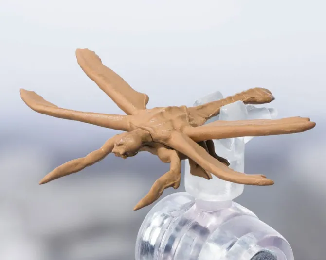 Godzilla - Megaguirus Actionfigur / S.H. Monster Evolution Set: Tamashii Nation